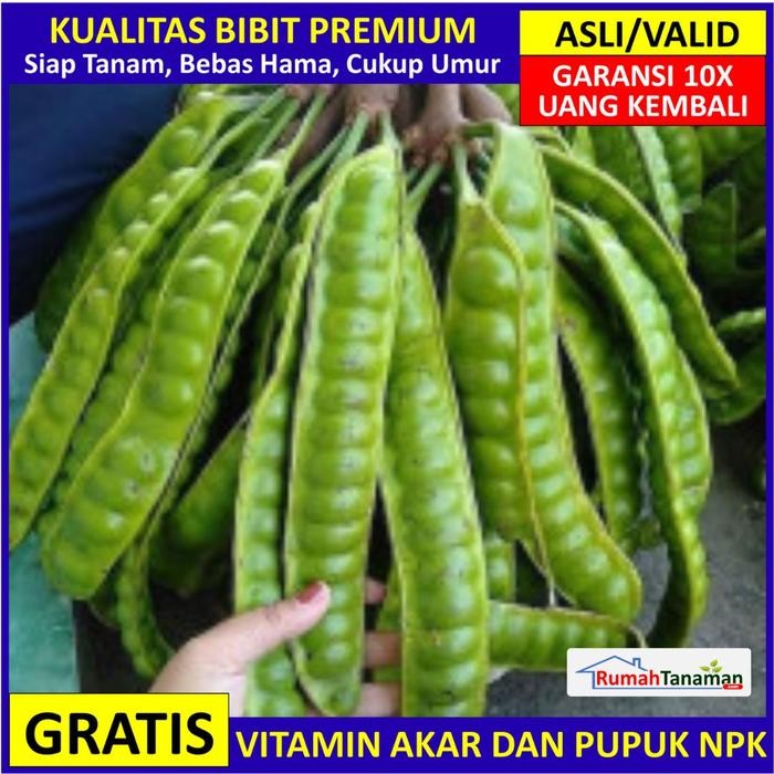 

Bibit Pete Asli Bergaransi, Pohon Buah Petai Valid *