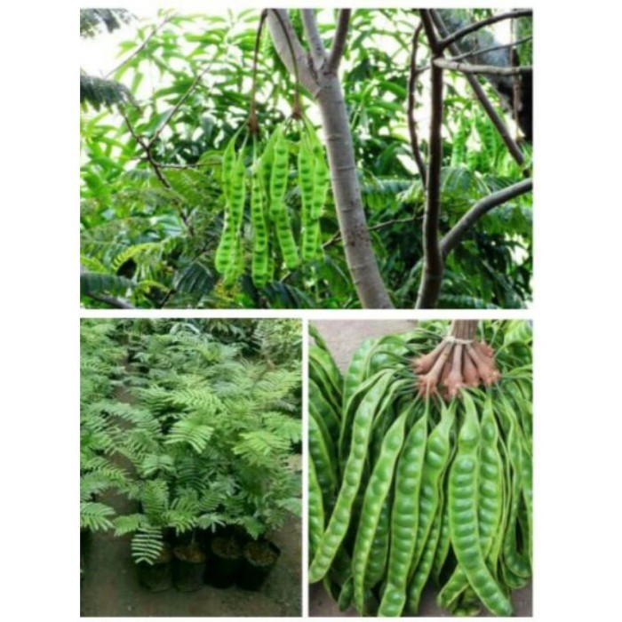 

Obral bibit tanaman buah pete/petai okulasi/bibit murah super unggul *