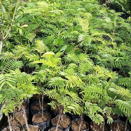 

Bibit Tanaman Petai *