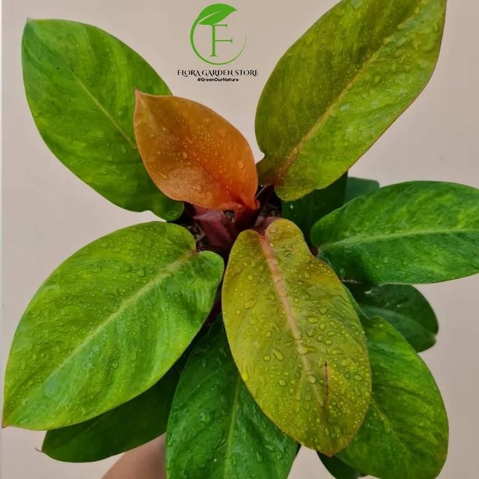 Evergreeeen Tanaman Hias Philodendron Orange Juice - Philodendron Orange Juice