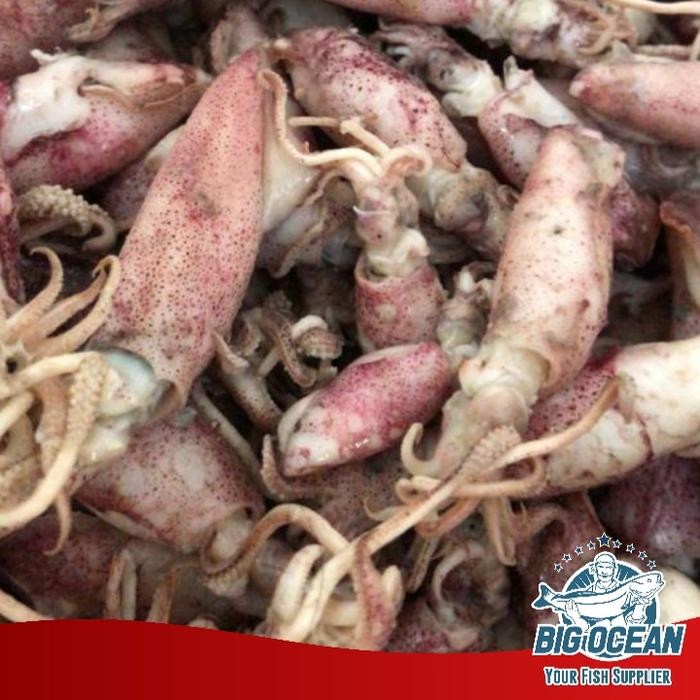 

BABY CUMI ASIN SIZE S @250GR