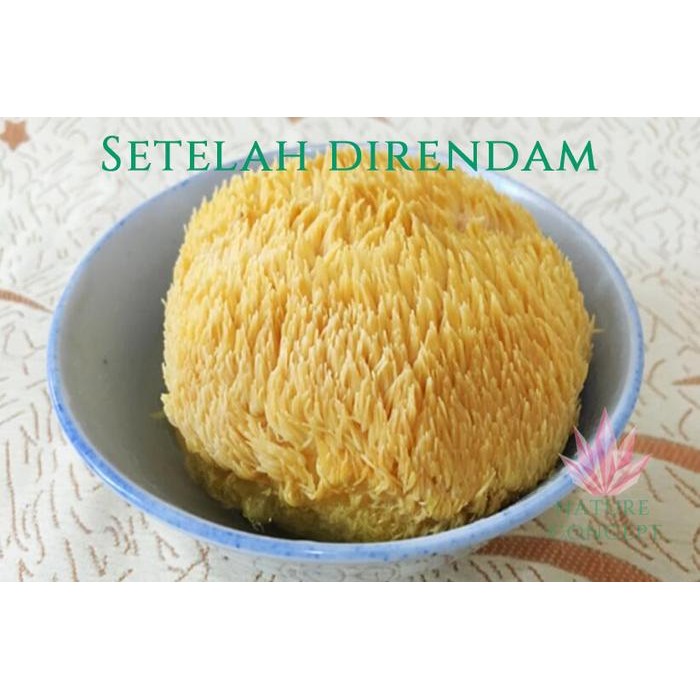 BnyKBonusBelidiMari- Jamur Hou Tou Gu Monkey Head Mushroom / Lion's Mane Mushroom SUPER
