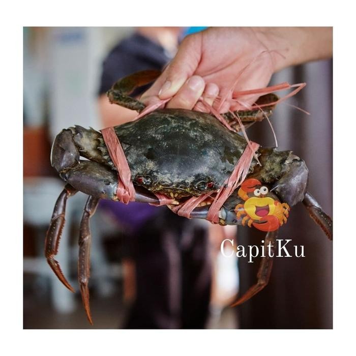 

BnyKBonusBelidiMari- KEPITING / KEPITING PAPUA HIDUP / KEPITING BAKAU PAPUA UK 500 - 700 GR