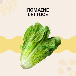 

BnyKBonusBelidiMari- romaine lettuce 1kg