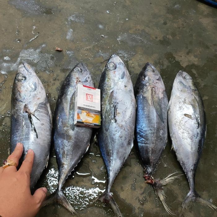 

PastiFreShNya- tongkol tuna segar frozen 1 kg
