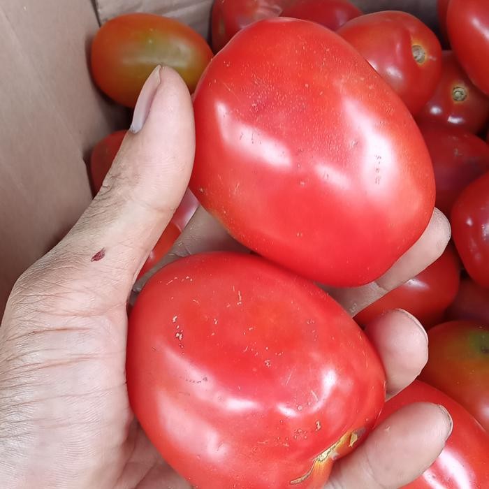 

BnyKBonusBelidiMari- SAYUR TOMAT FRESH