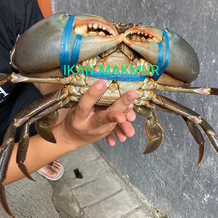 

PastiFreShNya- kepiting hidup kepiting jumbo size super berkualitas - 800/900 Gram