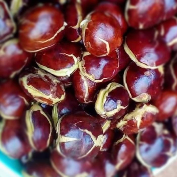 

BnyKBonusBelidiMari- Jengkol Mentah Super 250gr