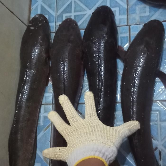 

PastiFreShNya- Ikan Gabus Hidup Besar 1 Kilogram