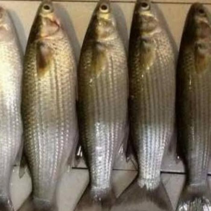 

PastiFreShNya- Ikan Belanak / Kacang kacang Segar - 1 Kg