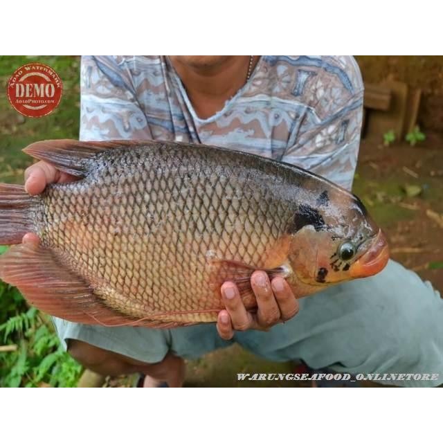 

PastiFreShNya- Ikan Gurame Segar / Gurami 1Kg