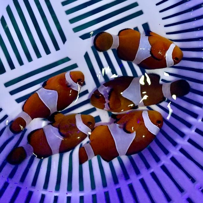 

PastiFreShNya- ikan nemo air laut 5cm