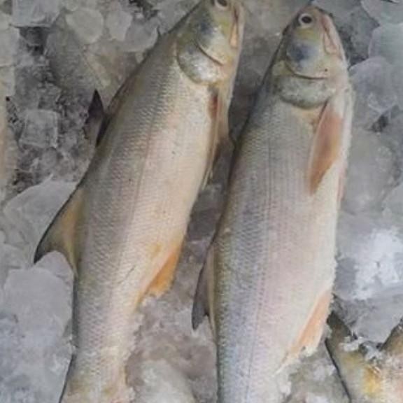 

PastiFreShNya- Jual ikan Kuro/Senangin fresh 1kg