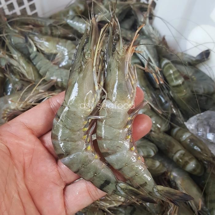 

BnyKBonusBelidiMari- Udang Windu / Pancet Reguler aka 30-35 pcs