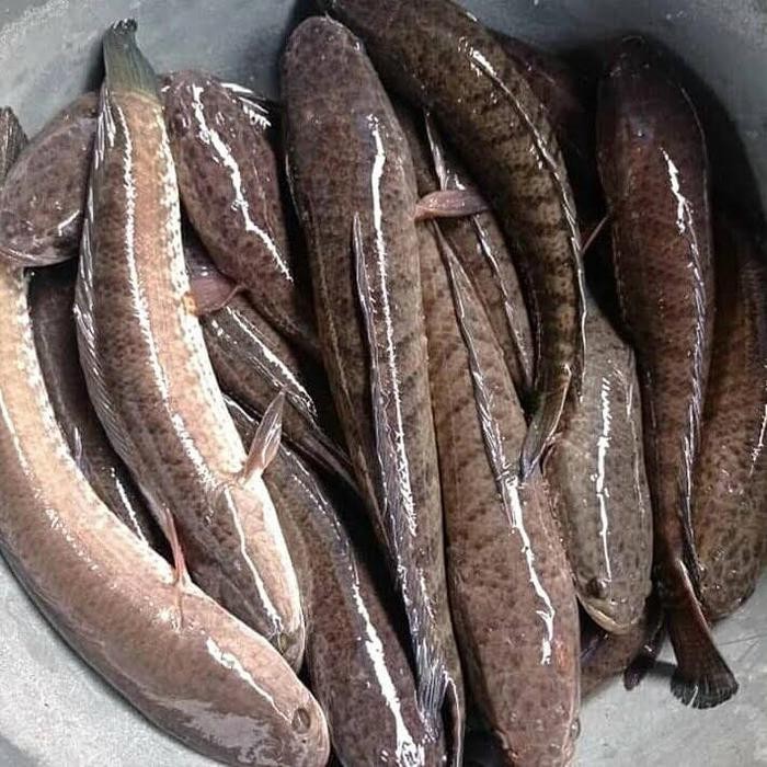 

PastiFreShNya- Ikan Gabus Segar 1kg