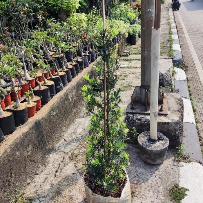 Terlaris tanaman hias lohansung blue micro / lohansung blue micro