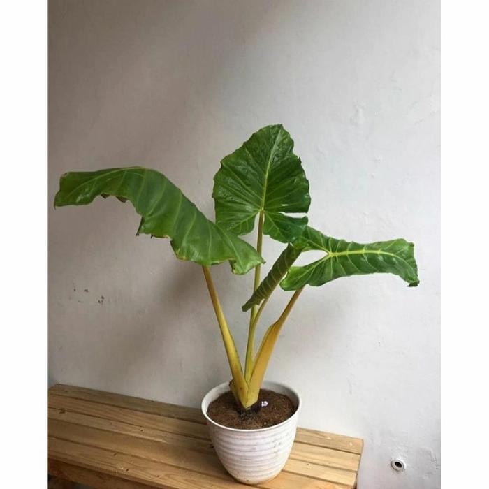 Terlaris Tanaman Hias ALOCASIA MACRORRHIZA LUTEA GOLD - Sente kuning