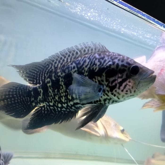 Amour Petshop Hiasan Aquarium Ikan Jaguar Cichlid Big Size Tankmate Mantul