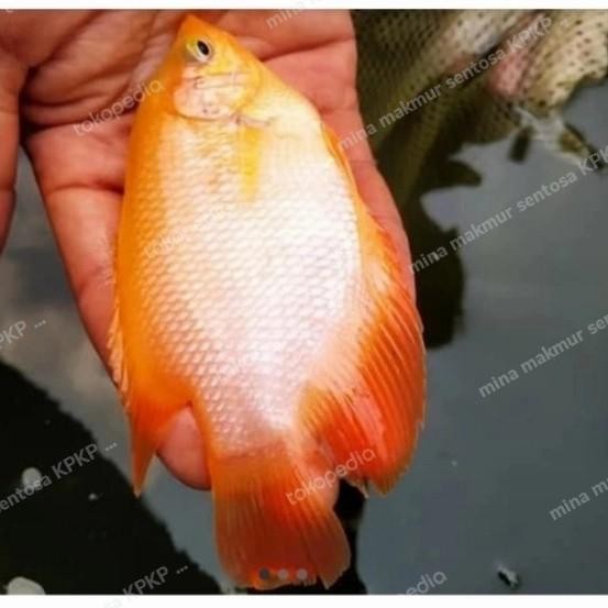 Amour Petshop Paket Bibit Ikan Gurame Merah Padang Ukuran 3-4 Isi 15 Ekor