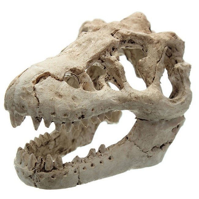 (Expert) Dinosaurus Tengkorak Hiasan Akuarium Fosil Dekorasi Ornamen Aquarium