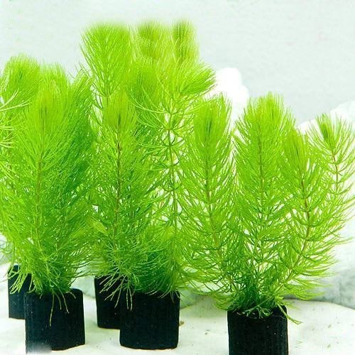 (Expert) ganggang hijau Tanaman air aquascape