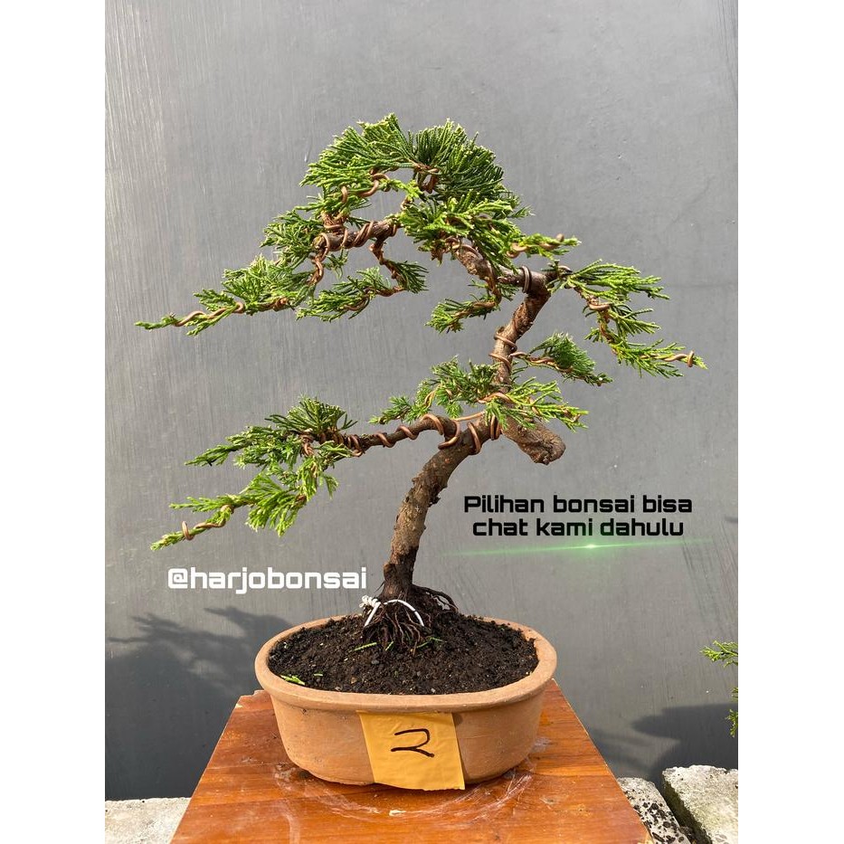PREMIUM bonsai cemara juniperus sinensis sudah jadi termasuk pot.