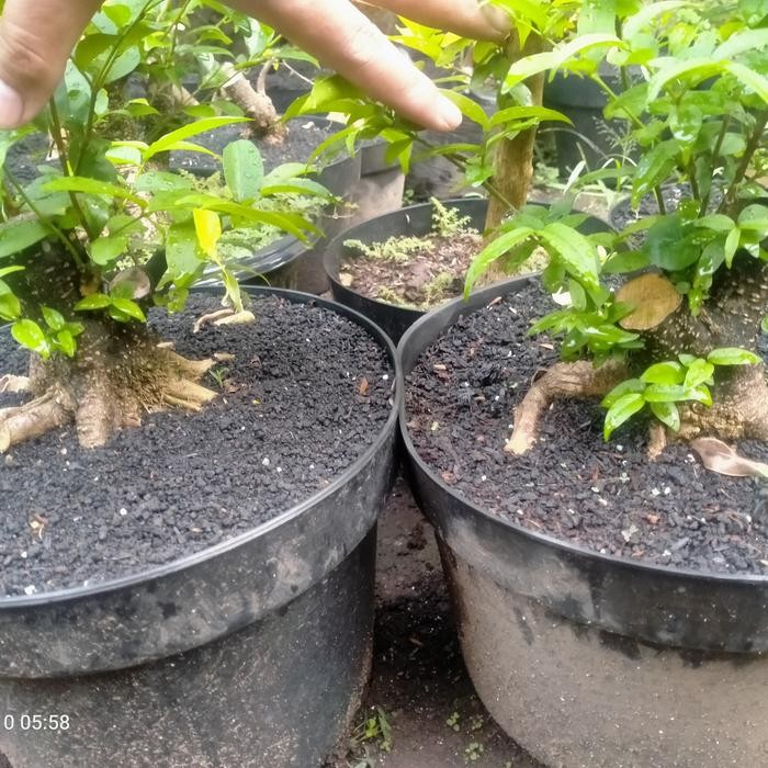 PREMIUM bahan bonsai anting putri prokar jumbo