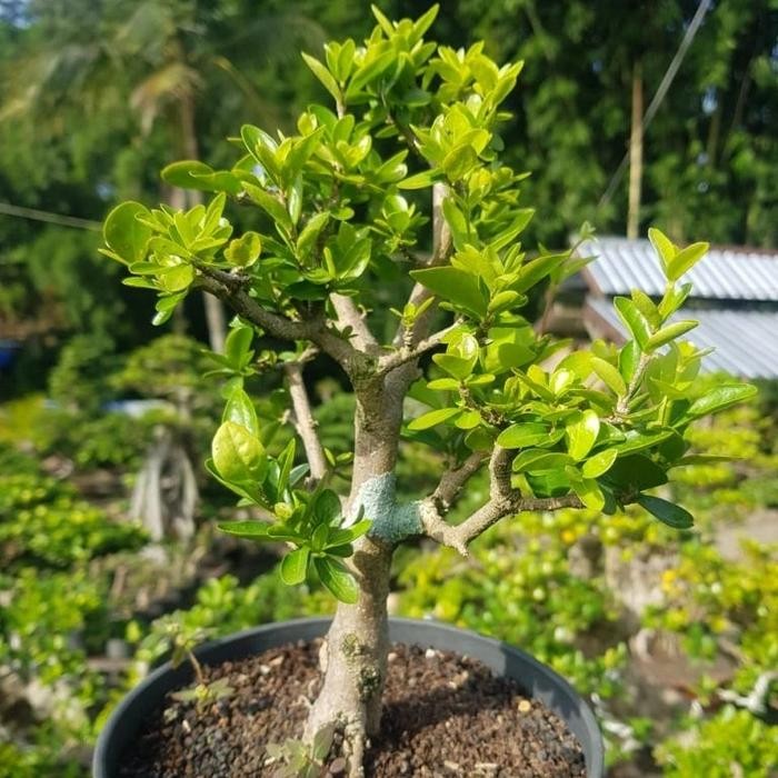 PREMIUM Tanaman hias bonsai sianci ( cherry barbados ) berbuah manis
