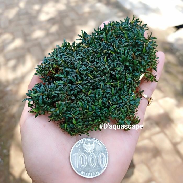PREMIUM Buce Super mini micro catrine Bahan Bonsai