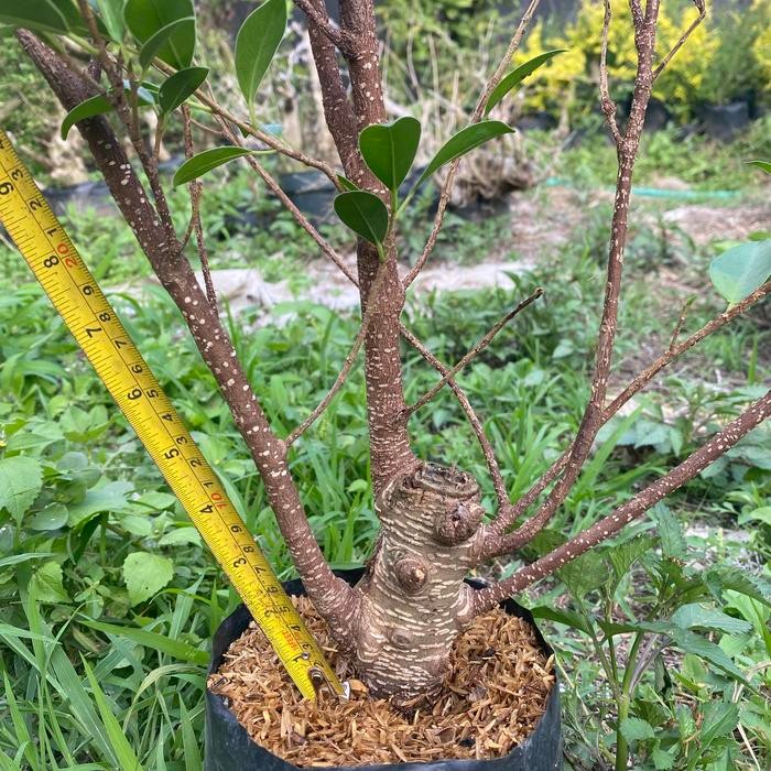 PREMIUM bahan bonsai ficus kimeng