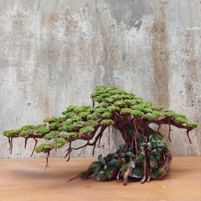 PREMIUM pohon bonsai aquascape jumbo