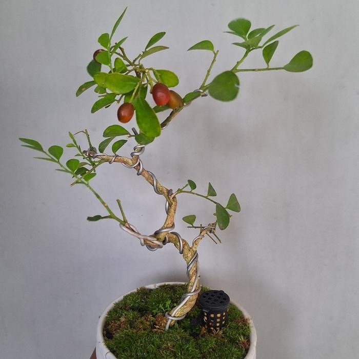 PREMIUM Bonsai Mame Kemuning + Pot Keramik