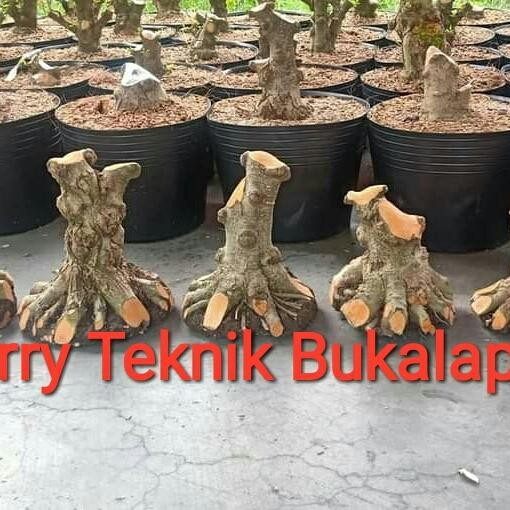 PREMIUM Anting Putri Bahan Bonsai ukuran Besar