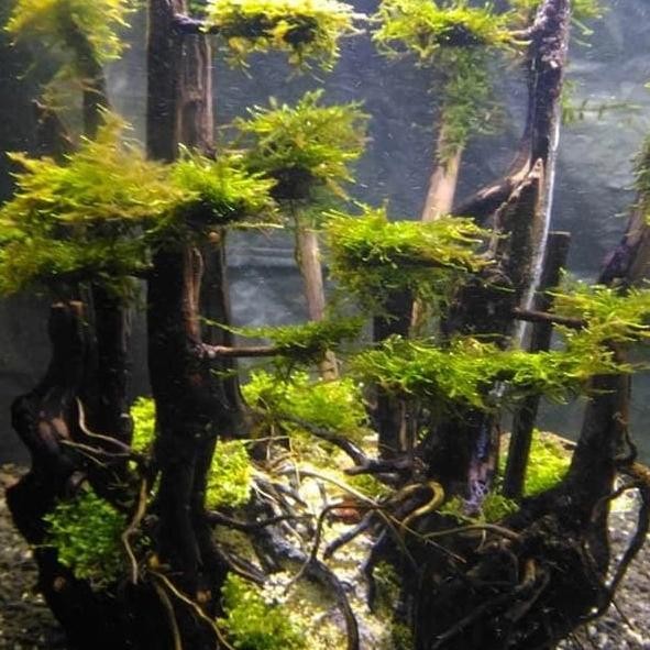 PREMIUM pohon bonsai jungle hardscape untuk aquascape aquarium siap pasang