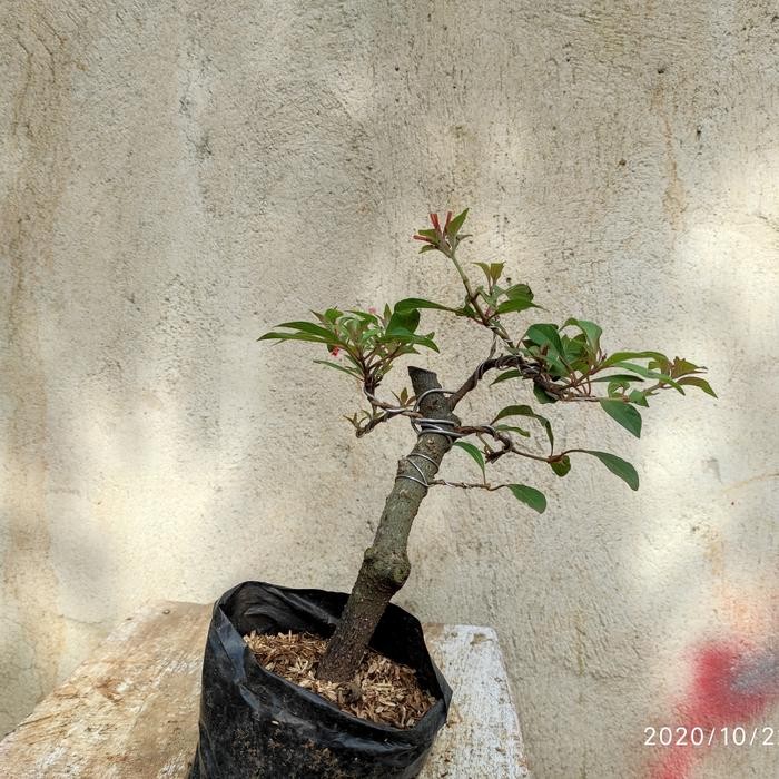 PREMIUM bonsai pusaka bunga oren