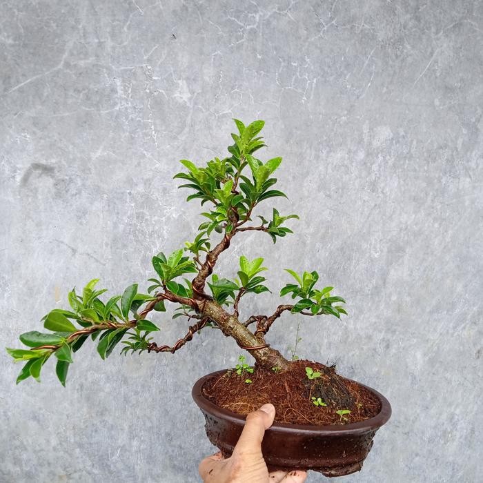 PREMIUM bonsai beringin elegan bahan