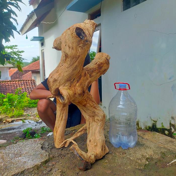 PREMIUM bahan bonsai wahong gunung meliuk extremn