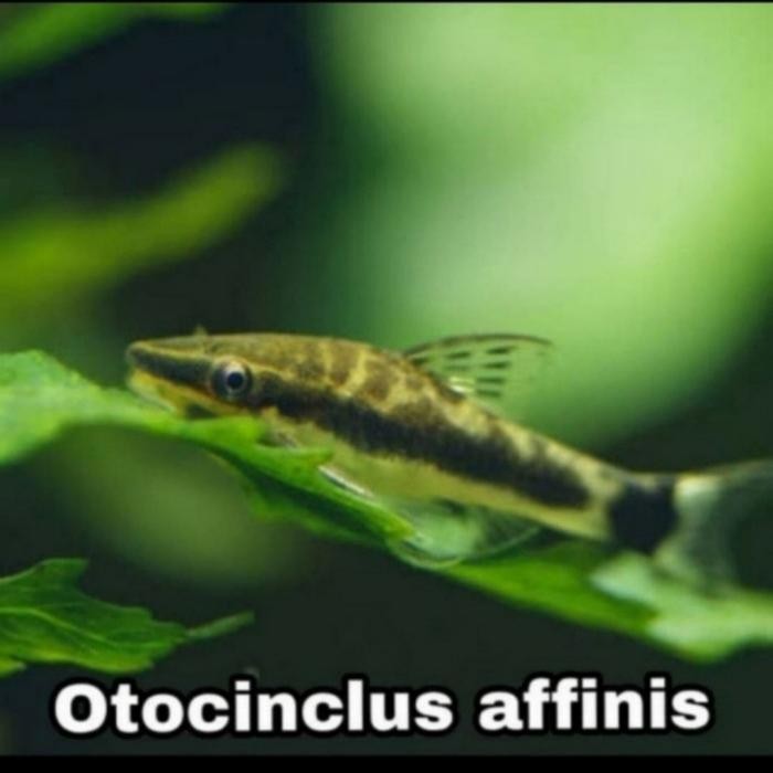 Pawretty- ikan hias aquascape otocinclus affinis import pembersih algae terbaik