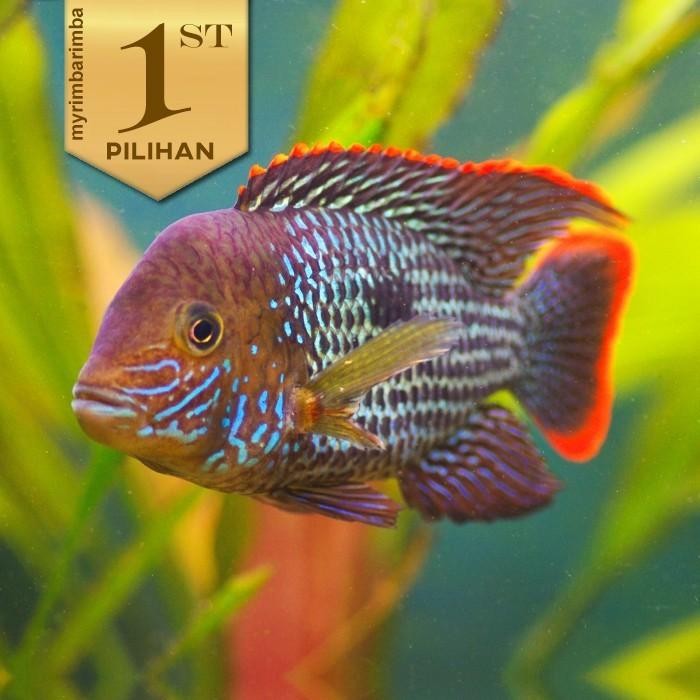 Pawretty- Green Terror Jumbo Ikan Hias Predator Hiasan Dekor Aquarium Aquascape