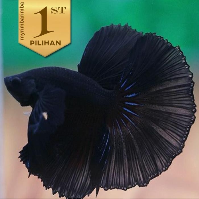 Pawretty- Ikan Cupang Halfmoon Super Black Hiasan Aquarium Tanaman Aquascape