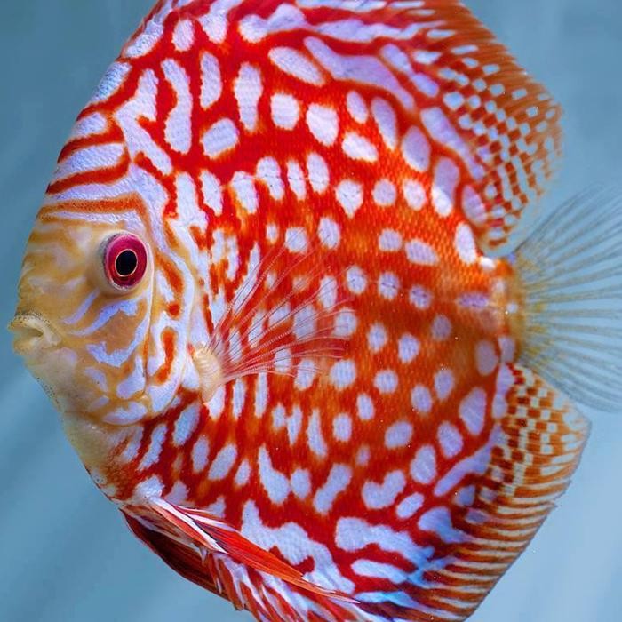 Pawretty- discus pigeon