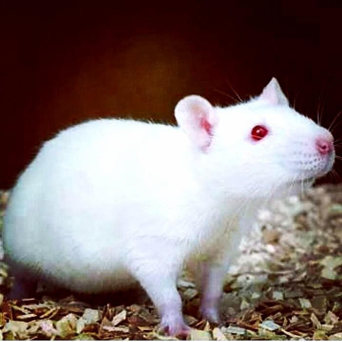 Meowz- tikus Rat afkir. Rat avkir. tikus putih ukuran besar.