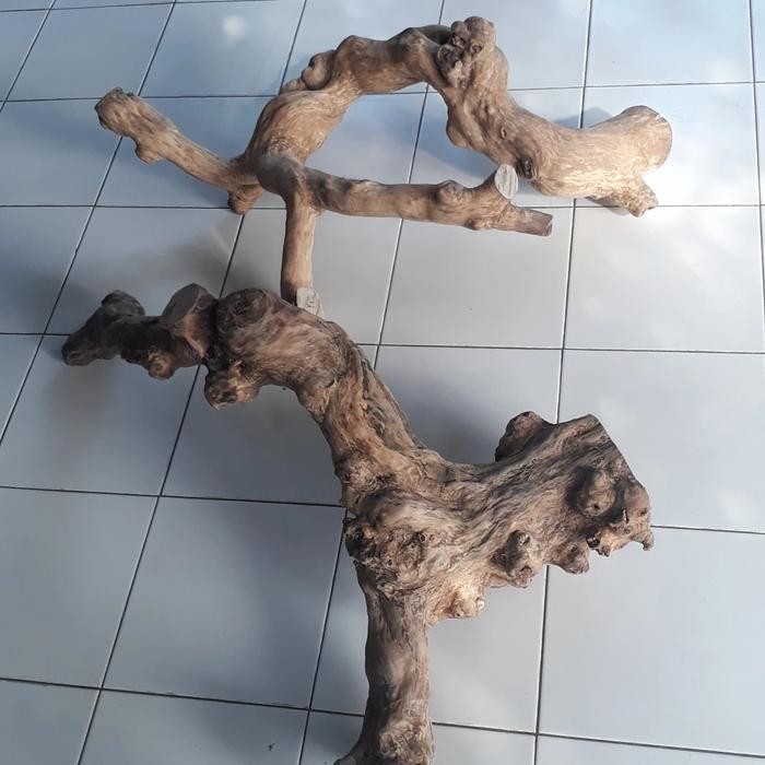 Meowz- Tangkringan iguana kadal reptile ukuran jumbo