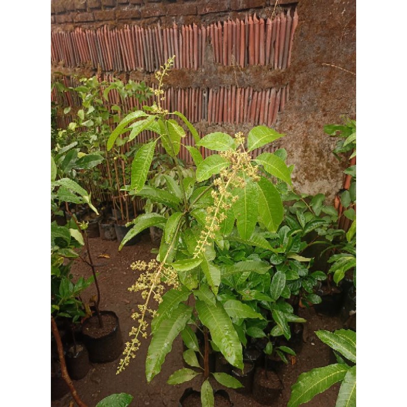 Bibit Mangga super BERBUNGA Tinggi 1 Meter