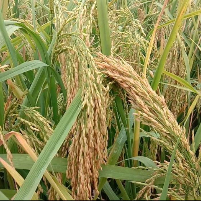 benih padi ua 12 sigupai