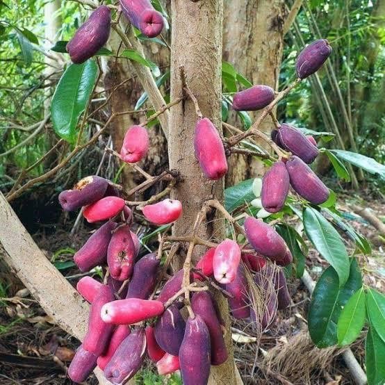 Tanaman Langka Jambu Irian Bira Papua