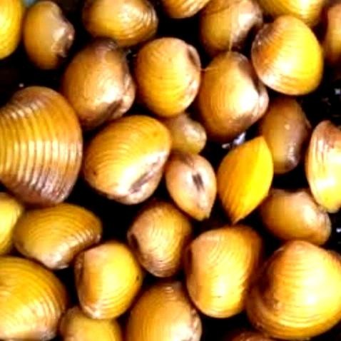 kerang kuning isi 80 biji /aquascape air tawar hidup