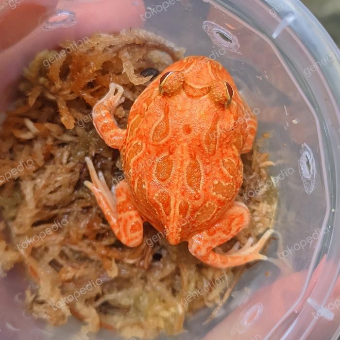 Promo Terbatas Pacman Frog Strawberry High Red Aman