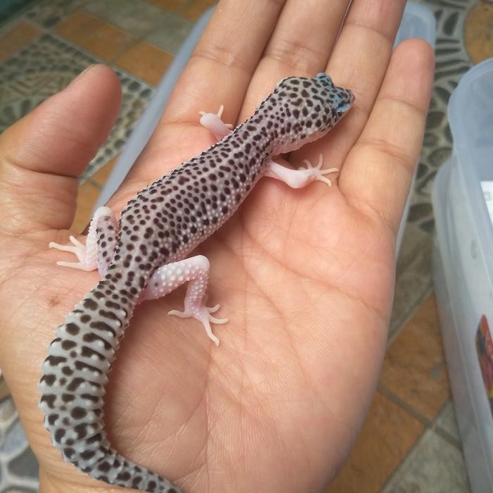 PREMIUM mainan gecko super snow eclipse juve