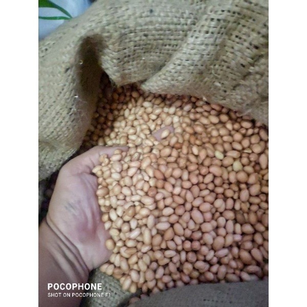

Kacang Tanah 250gr